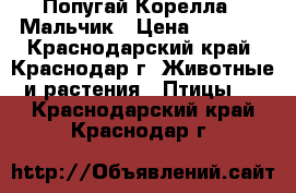 Попугай Корелла - Мальчик › Цена ­ 1 500 - Краснодарский край, Краснодар г. Животные и растения » Птицы   . Краснодарский край,Краснодар г.